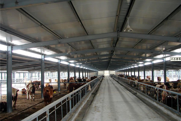 Cattle Shed Construction