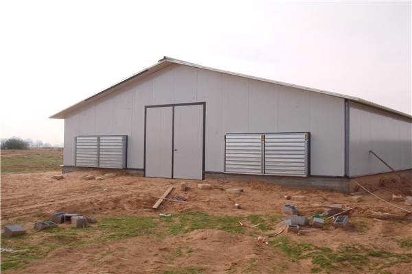 commercial chicken shed